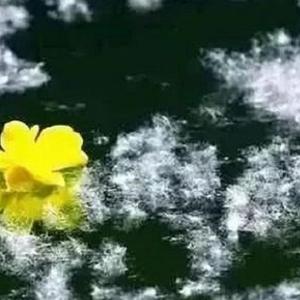 柳絮（翻自 关佩佩）