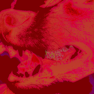 ANML (2023 Remastered Version)