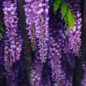 紫藤花