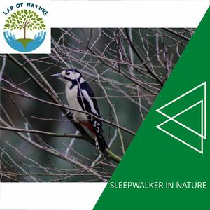 Invisible Wolf Sound