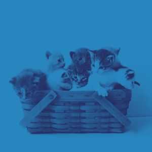 有趣可爱的猫情怀