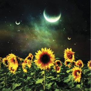Night Flower