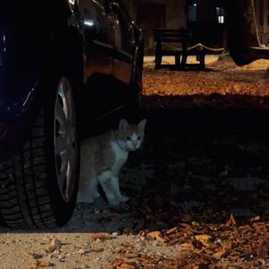 Tigresse (feat. Kozu)