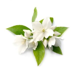 Jasmine Bloom 茉莉花开