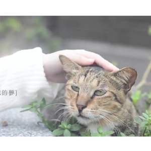 我心砰砰