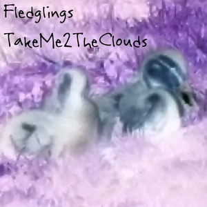 Fledglings