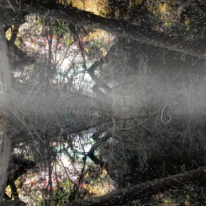 Them Aliens Stole My Horses