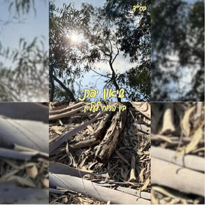 בין הרוח לעלים