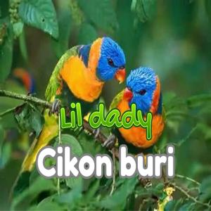 Cikon buri