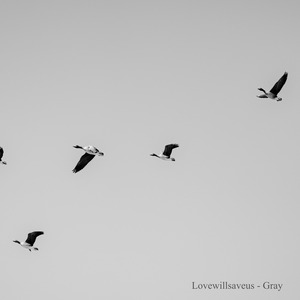 Birds and Cloud