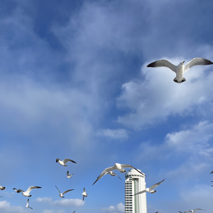 晴朗天空下海鸥飞翔