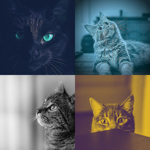 温和放松的猫梦想