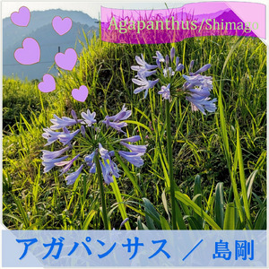 アガパンサス