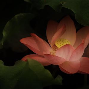 星河缓缓流淌 (钢片琴)