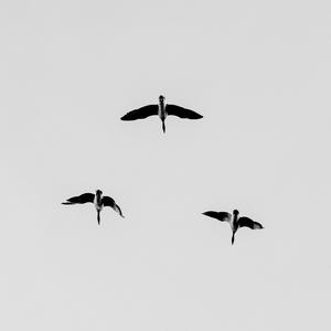 Civiltà delle Macchine