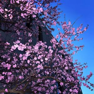 画心（DJ阿柒 Remix）