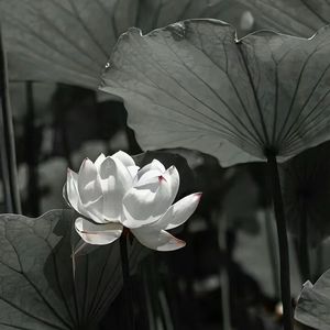 爱能真诚吗（prod by Lyoung）