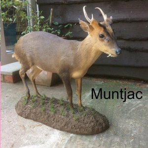 Muntjac