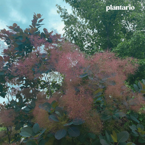 Plantario