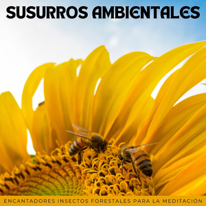Canción Calmante De La Polilla De Seda