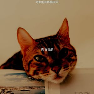 精彩可爱猫咪环境