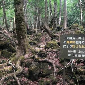 Aokigahara