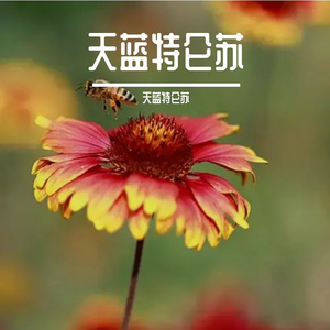 城债傲