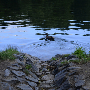 Слабое журчание ручейка