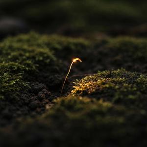 Emergent Field