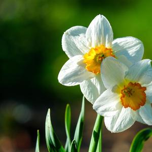 What Kind of Flower Will Your Love Become