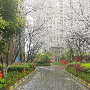 小樱