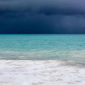 不起眼的杂草根（热播）