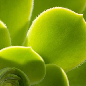 Wang University asked acridine