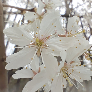八十亿万分之一