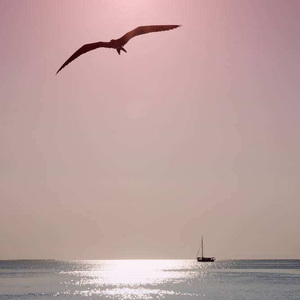 【Free】‘飞鸟’（prod.by D2)