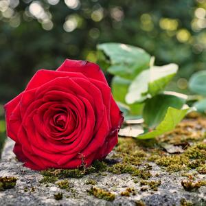 Peace of Love Piano (Original Motion Picture Soundtrack)