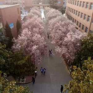 2017宝鸡中学cypher