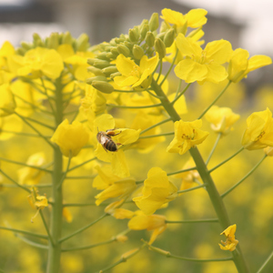 匆匆（Cover 李剑青）
