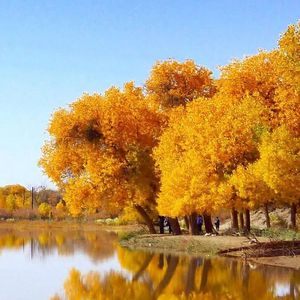 一心只想往前飞