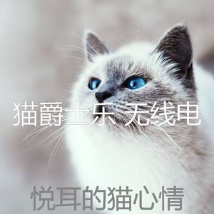 柔和的猫时刻