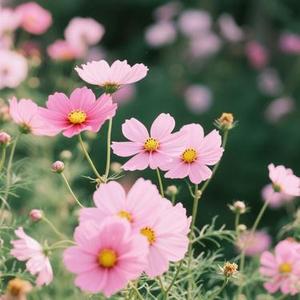 见花如面（Cover 风哥）