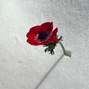 Climbing Trees (feat. Grace McKagan)