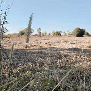 ลมหนาวที่กันทรวิชัย