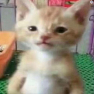 一个小茄子笑眯眯