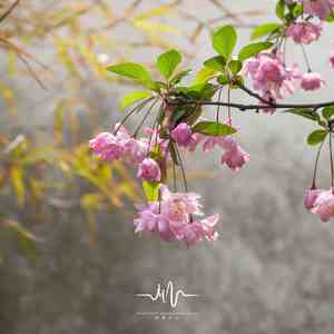 寻觅 (古筝催眠曲)