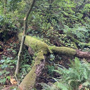 breeze (Awfulperc Remix)