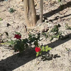 她不是（Cover）