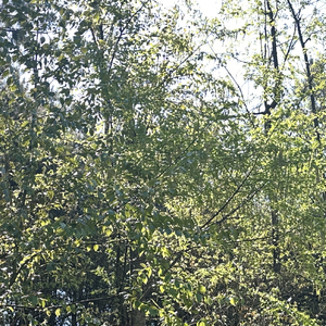 My lover（翻自 尼古丁）