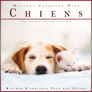Musique Calmante Pour Chiens