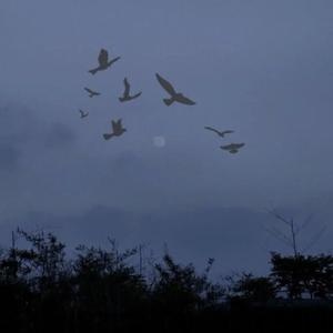 云压雨（翻自 我是土豆）